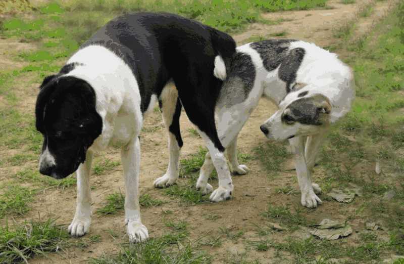 成年犬吃幼犬粮好吗(成年犬吃幼犬狗粮可以吗)