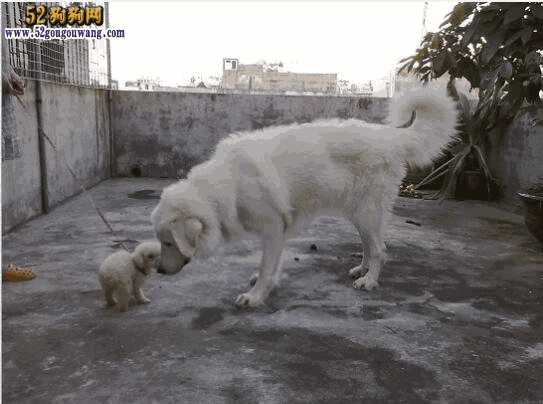 大白熊成年犬能长多大(大白熊犬如何饲养)