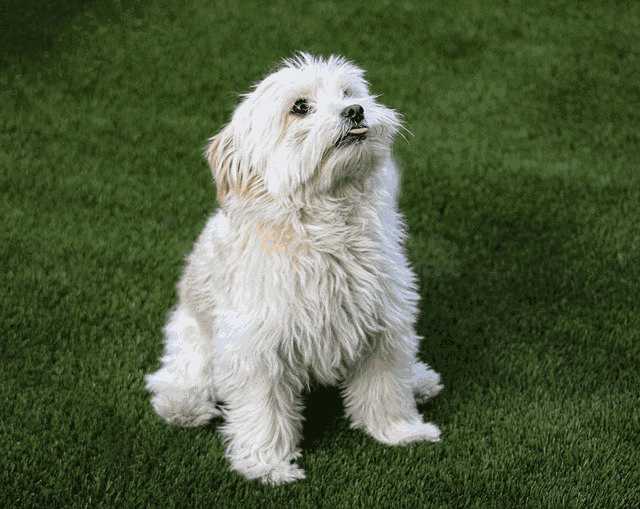 成犬换主人 需要注意什么(成年犬换主人怎样适应)