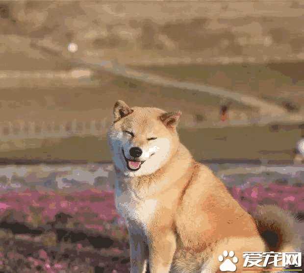 柴犬发抖怎么回事(柴犬浑身发抖是什么病)