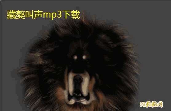 藏獒的叫声mp3(藏獒叫声音mp3试听)