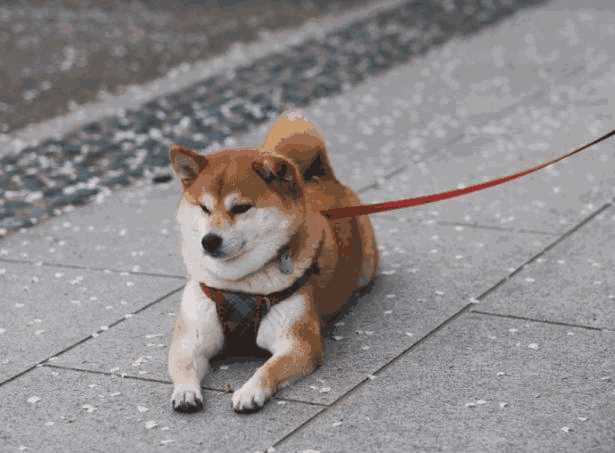 柴犬挑选技巧(柴犬要怎么挑)