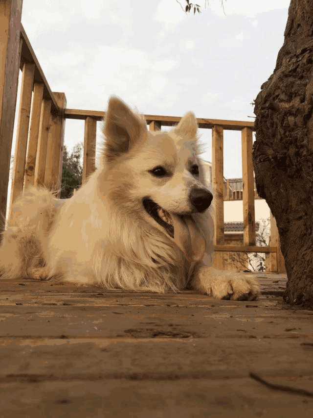 成都市白沙镇茅香村寻找金色和白色的边境牧羊犬