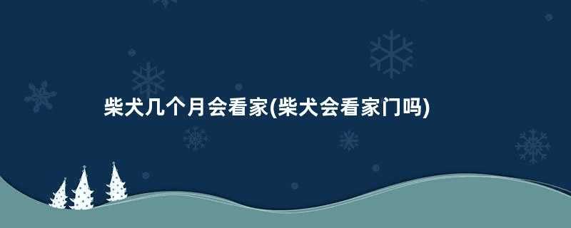 柴犬几个月会看家(柴犬会看家门吗)