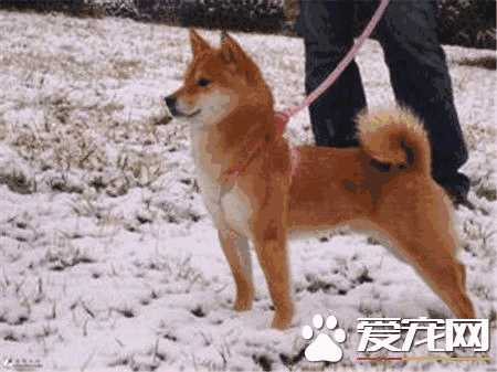 柴犬会吠叫吗(柴犬喜欢叫唤吗)