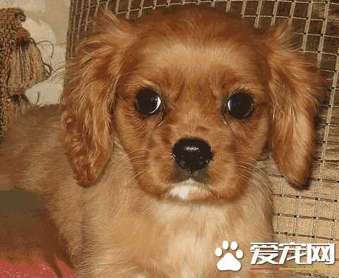 查理王小猎犬性格优缺点(查理士王小猎犬的优缺点)