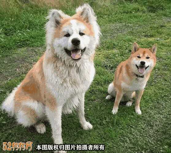 柴犬和秋田犬的区别在哪里(柴犬与秋田犬的区别在哪里)