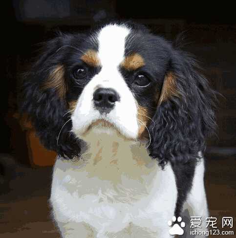 查理士王小猎犬性格(查理王小猎犬特点)