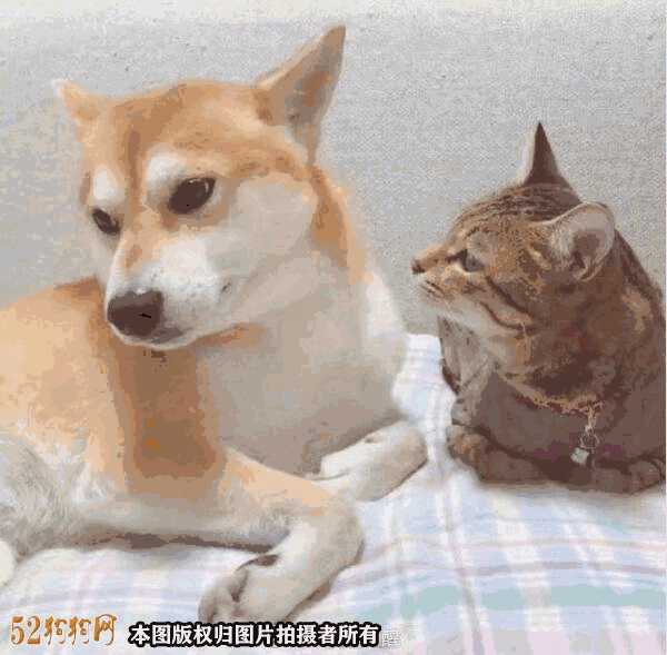 柴犬情头一左一右 可爱(柴犬情侣头像一左一右 (第1页))