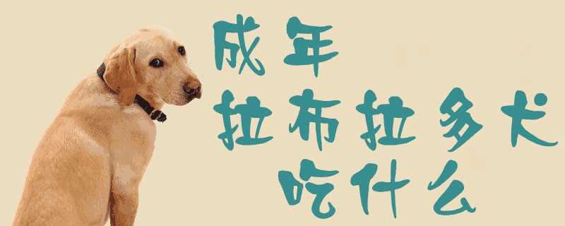 成年拉布拉多犬吃什么食物(拉布拉多成年犬吃什么好)