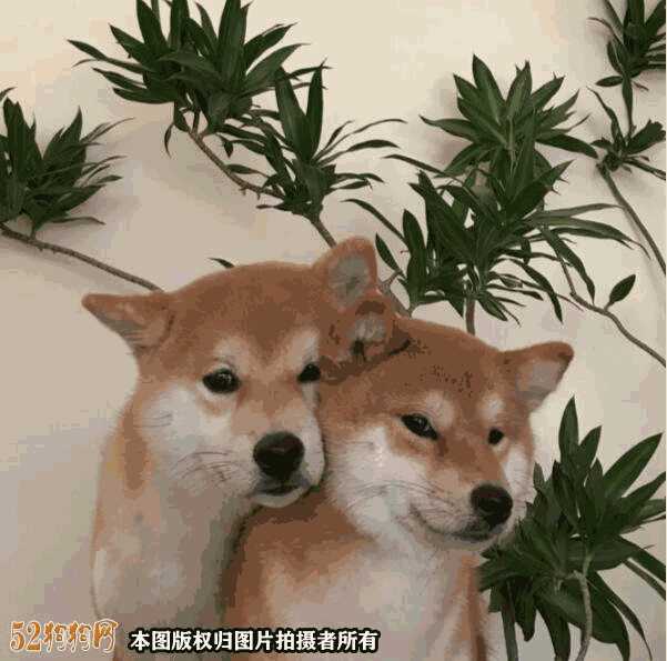 柴犬情头一左一右 可爱(柴犬情侣头像一左一右 (第1页))