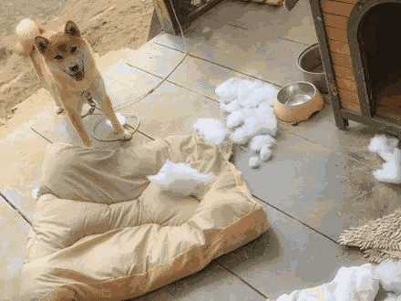 养了柴犬想把它扔了(柴犬咬垫子)