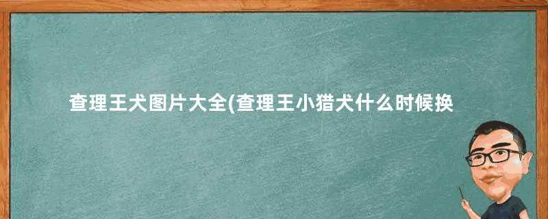 查理王犬图片大全(查理王小猎犬什么时候换毛)