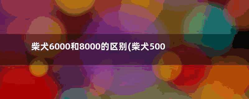 柴犬6000和8000的区别(柴犬5000和上万的区别)