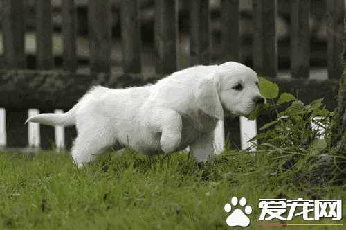 如何避免犬感染布鲁氏菌病(犬布鲁氏杆菌病怎么治疗)