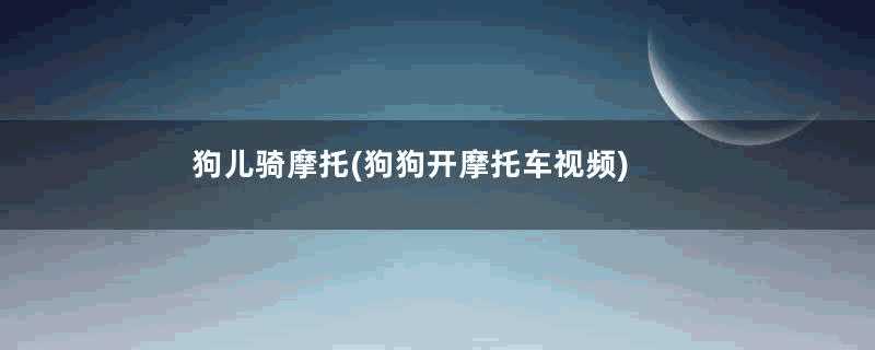 狗儿骑摩托(狗狗开摩托车视频)