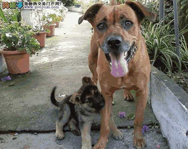 幼犬和成犬(成犬跟幼犬的区别)