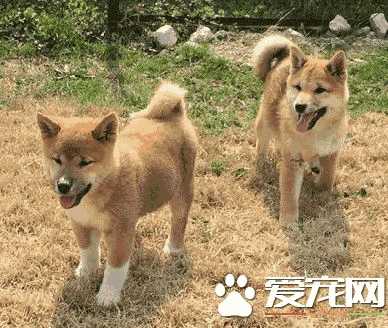 柴犬幼犬爱咬东西(柴犬一直咬东西)