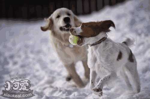 柯利犬用什么驱虫(柯利犬不能用什么驱虫)