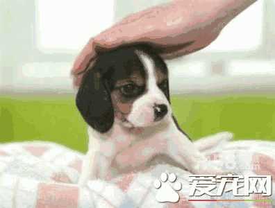 3个月的比格犬大概多重(比格犬3个月正常体重)