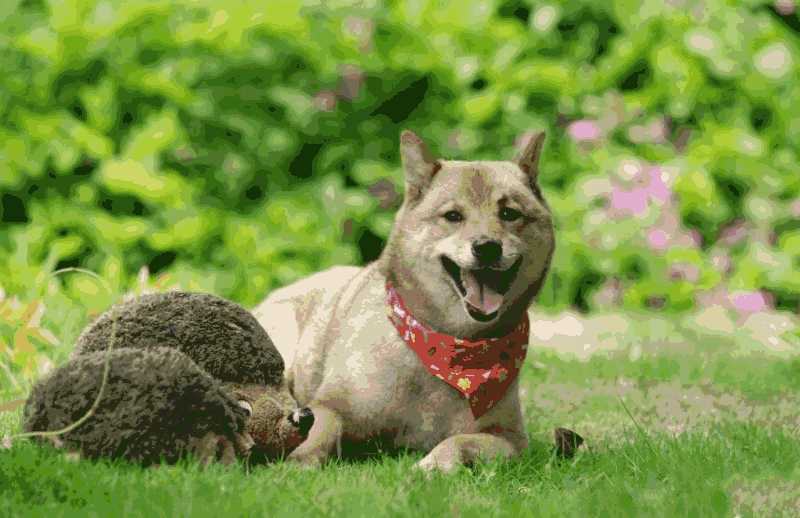 养柴犬一个月大概要花多少钱(养柴犬一年的费用是多少钱)