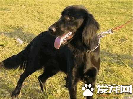 平毛寻回犬多少钱一只(平毛寻回猎犬多少钱)