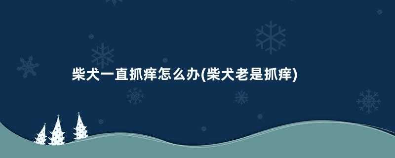 柴犬一直抓痒怎么办(柴犬老是抓痒)