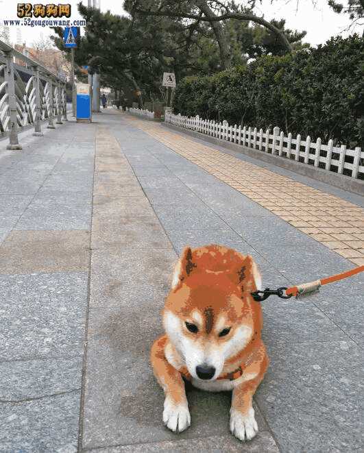 养柴犬是一种什么体验(养柴犬经验)