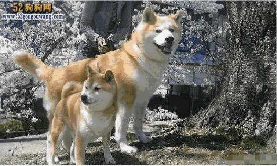 秋田犬与柴犬的特点及区别(柴犬还是秋田犬好)