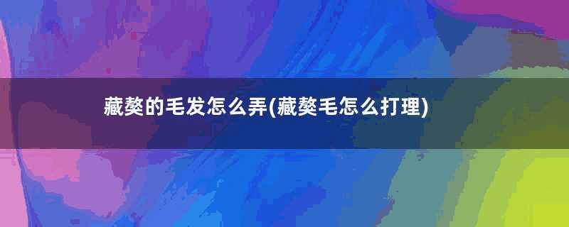 藏獒的毛发怎么弄(藏獒毛怎么打理)