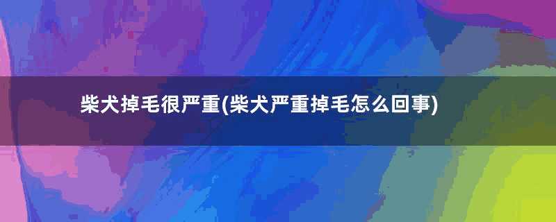 柴犬掉毛很严重(柴犬严重掉毛怎么回事)