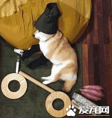 柴犬剃完毛还能长好吗(柴犬把毛全剃了多久能长出来)