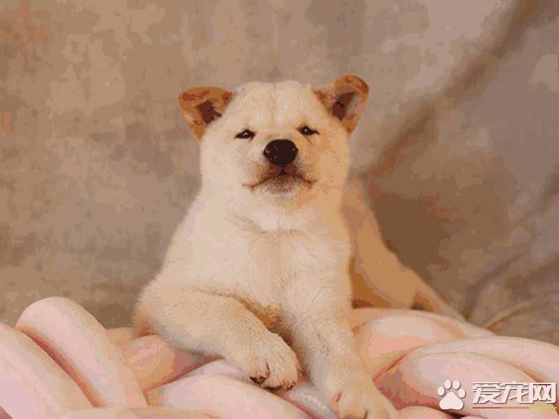 柴犬都不喜欢叫的吗(柴犬为啥不叫)