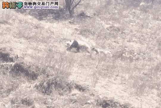 惨！女子被自家大狗拖拽“飞”出门廊