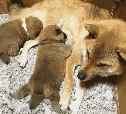 柴犬小宝的日记(快乐的柴犬)