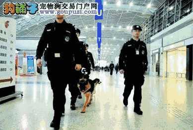 成都市警犬大队(成都特警巡逻)