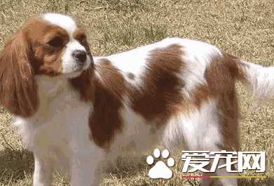 查理士王小猎犬市场价多少(查理王小猎犬多少钱)