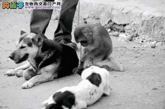 成都市限制养犬规定(成都公安机关将对限养区范围内的禁养犬开展收容处置)