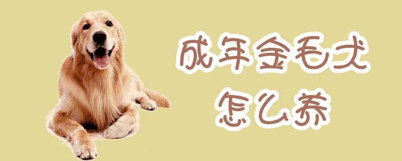 成年金毛犬怎么养3个方面需了解(金毛幼犬怎么养)