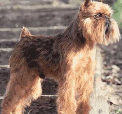 布鲁塞尔格里芬犬吃什么(布鲁塞尔格里芬犬会长多大)