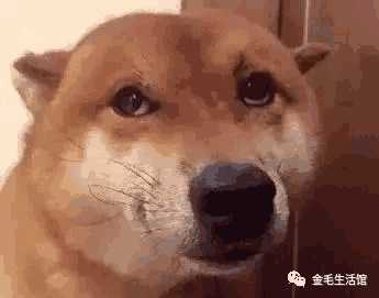 柴犬围着主人打转(柴犬凶主人)