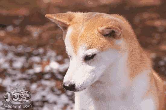 柴犬有点咳嗽该怎么办(柴犬感冒咳嗽怎么办)