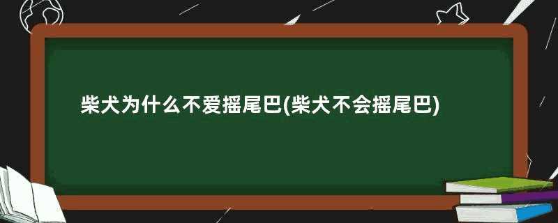 柴犬为什么不爱摇尾巴(柴犬不会摇尾巴)