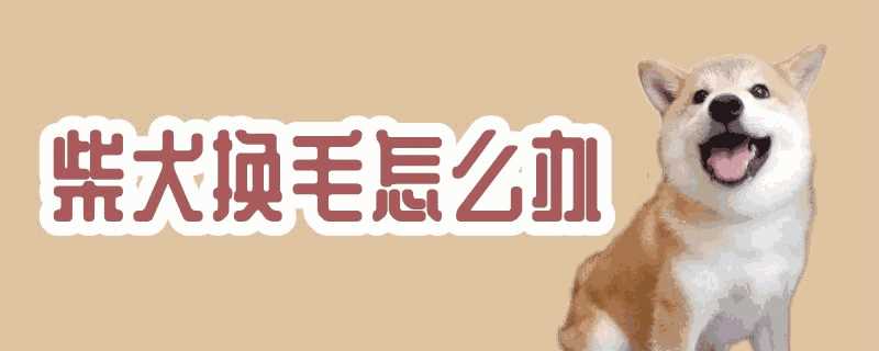 柴犬不换毛怎么办(柴犬换毛期怎么处理)