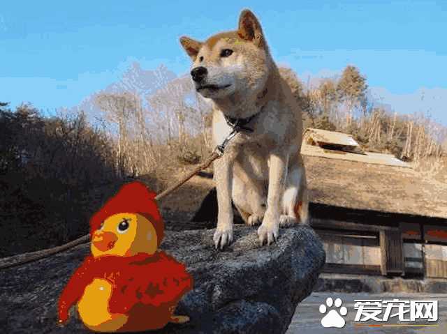 柴犬不认主人吗(怎样让柴犬认主人)