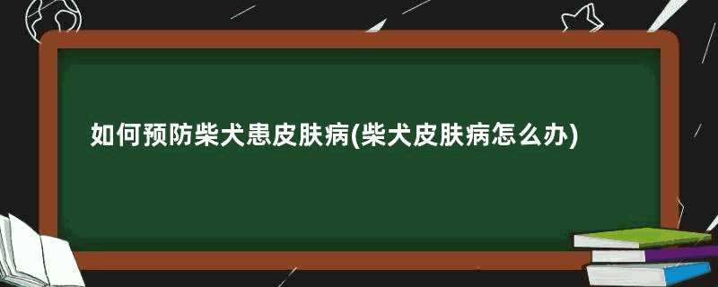 如何预防柴犬患皮肤病(柴犬皮肤病怎么办)