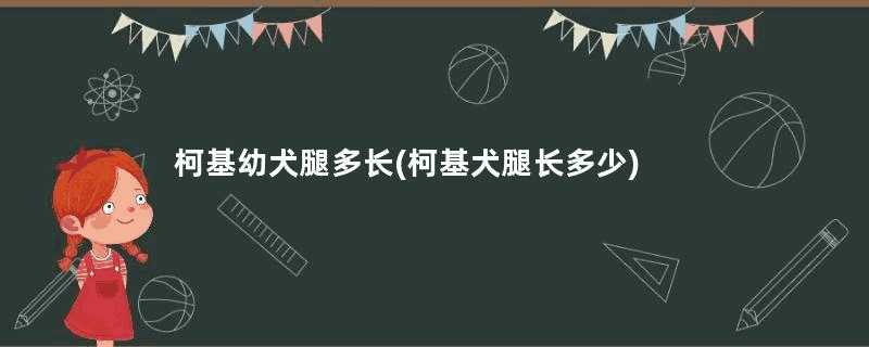 柯基幼犬腿多长(柯基犬腿长多少)