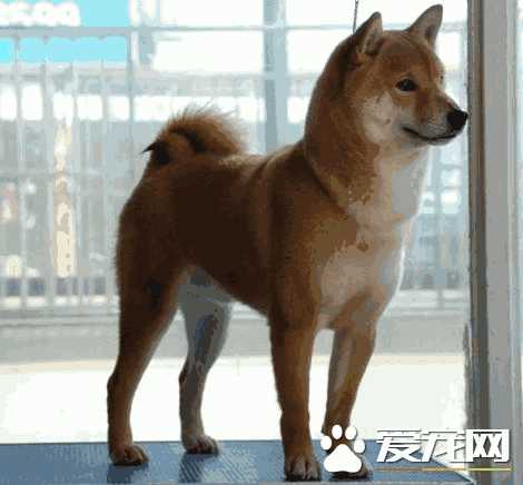 柴犬好养吗柴犬优缺点分析(柴犬好养吗,柴犬的优点和缺点介绍)