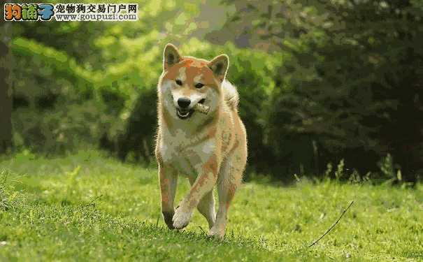 日本柴犬的优缺点(柴犬好养吗柴犬优缺点分析)