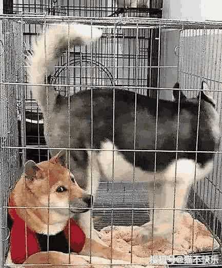 柴犬遇上哈士奇(柴犬比哈士奇笨)